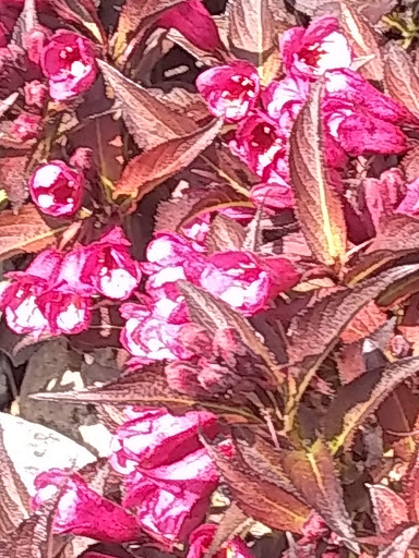 Market «Pybus Public Market», reviews and photos, 3 N Worthen St, Wenatchee, WA 98801, USA