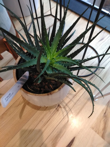 Gift Shop «Moss - Iowa City», reviews and photos, 112 E Washington St, Iowa City, IA 52240, USA