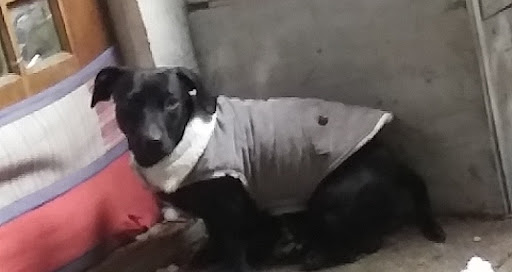 Pet Supply Store «Pet Supplies Plus», reviews and photos, 5161 Gull Rd, Kalamazoo, MI 49048, USA