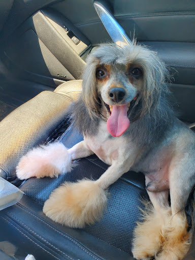 Pet Store «Oak Clips Pet Boutique & Grooming», reviews and photos, 502 N Edgefield Ave, Dallas, TX 75208, USA