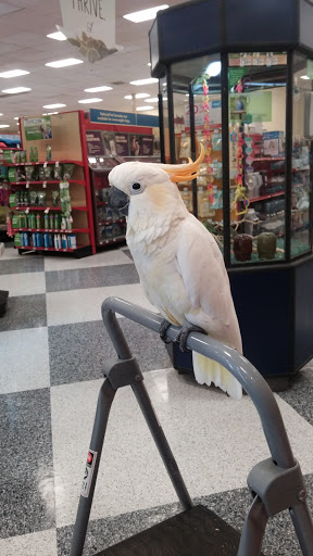 Pet Supply Store «Petco Animal Supplies», reviews and photos, 4209 Wheaton Way, Bremerton, WA 98310, USA