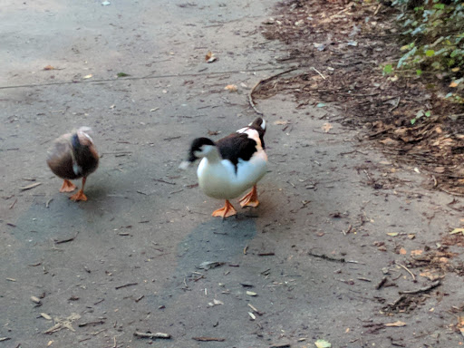 Park «Chastain Memorial Park», reviews and photos, 140 W Wieuca Rd NW, Atlanta, GA 30342, USA