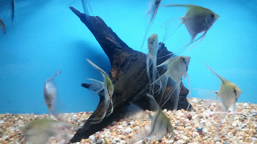 Tropical Fish Store «Golden Fish Aquariums», reviews and photos, 7145 W Colfax Ave, Lakewood, CO 80214, USA