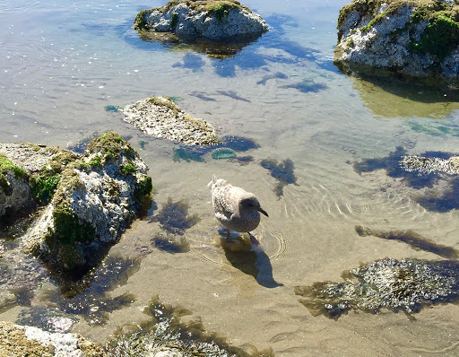 Tourist Attraction «Haystack Rock», reviews and photos, US-101, Cannon Beach, OR 97110, USA