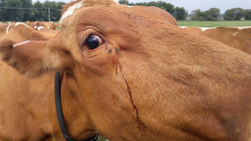 Nature Preserve «Brunner Family Forest Preserve», reviews and photos, 18N681 State Rte 31, Carpentersville, IL 60110, USA