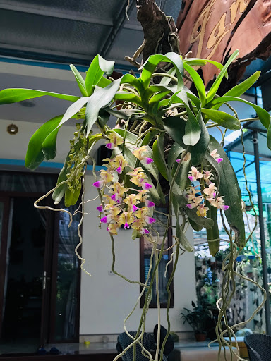 Vườn lan Lượng Giang