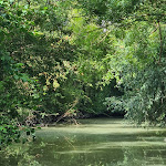 Photo n° 1 de l'avis de Lucie.O fait le 13/08/2023 à 10:40 pour Embarcadère de l'Autize - Barques Canoës et Restauration à Saint-Sigismond