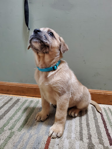 Pet Supply Store «Pet Supplies Plus», reviews and photos, 4920 Wilson Ave SW Suite 100, Grandville, MI 49418, USA