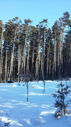 Golf Club «Causeway Club», reviews and photos, 10 Fernald Point Rd, Southwest Harbor, ME 04679, USA