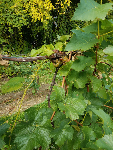Winery «Fenn Valley Vineyards», reviews and photos, 6130 122nd Ave, Fennville, MI 49408, USA