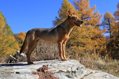 Hundezentrum Ammann - Hundetrainer Ausbildung