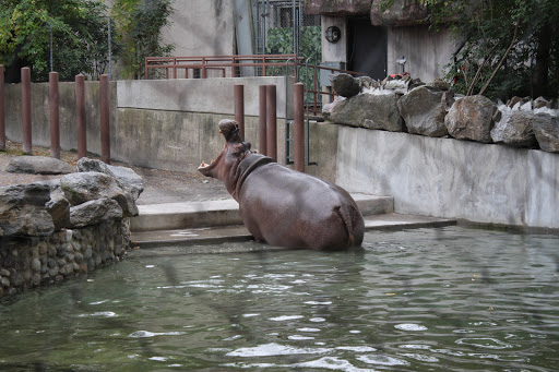 Hippo Habitat image 3