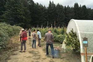 Humboldt Cannabis Tours image