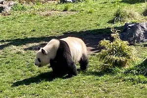 Pandagarten image