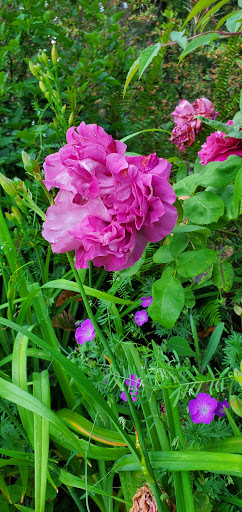 Museum «Shelton-McMurphey-Johnson House», reviews and photos, 303 Willamette St, Eugene, OR 97401, USA