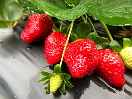 Farm «Oak Haven Farms», reviews and photos, 32418 Avington Rd, Sorrento, FL 32776, USA