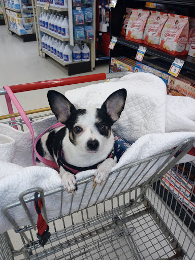 Grocery Store «Winn-Dixie», reviews and photos, 2200 S Atlantic Ave, Daytona Beach Shores, FL 32118, USA