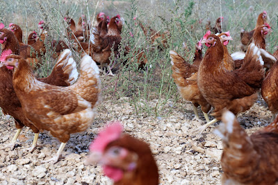 Earl des Poules Layer à Bissey-la-Côté