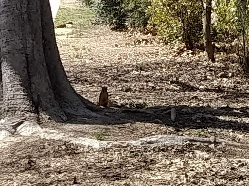 Park «Furman Park», reviews and photos, 10419 Rives Ave, Downey, CA 90241, USA