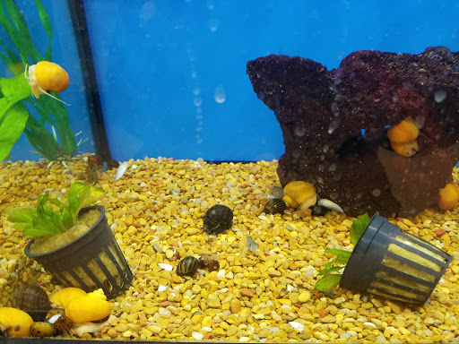 Pet Supply Store «Petco Animal Supplies», reviews and photos, 189 Old Country Rd, Carle Place, NY 11514, USA