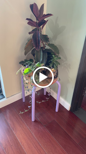 Explore jelly roll tattoos ideas, creative tattoo ideas in San Diego, available at Rose Body Piercing