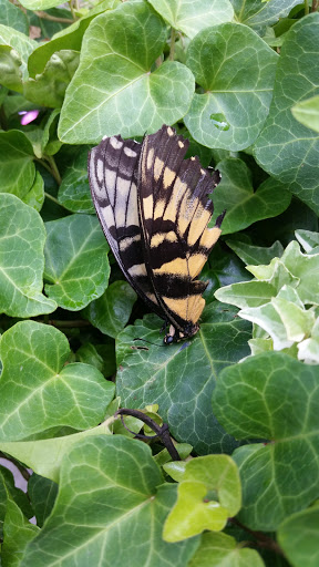 Coffee Shop «Starbucks», reviews and photos, 11735 W Broad St, Richmond, VA 23233, USA