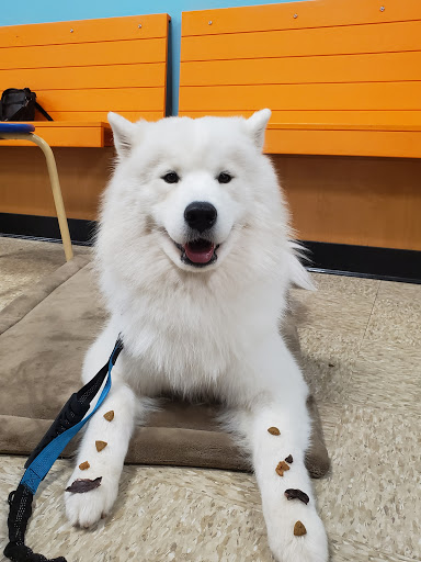 Pet Supply Store «PetSmart», reviews and photos, 150 Lincoln Square, Arlington, TX 76011, USA