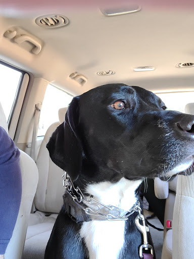 Pet Supply Store «Pet Supplies Plus», reviews and photos, 15311 Manchester Rd, Ballwin, MO 63011, USA