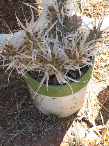 Mobile Home Park «Twin Buttes Mobile Home & RV Court», reviews and photos, 4027 N Twin Buttes Ct, Douglas, AZ 85607, USA