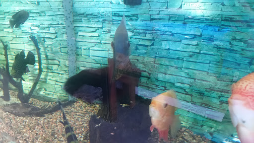 Tropical Fish Store «Golden Fish Aquariums», reviews and photos, 7145 W Colfax Ave, Lakewood, CO 80214, USA