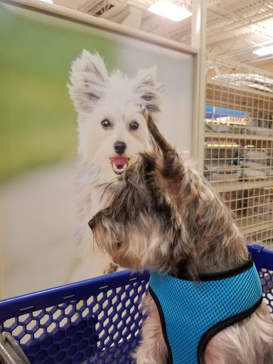 Pet Supply Store «PetSmart», reviews and photos, 6019 Wade Hampton Blvd, Taylors, SC 29687, USA