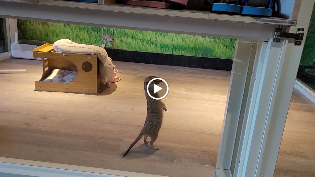 萌獴學園複合式餐飲 的照片