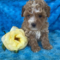 Motor City GSD - Photo 2 - Car repair in Detroit, MI, Detroit