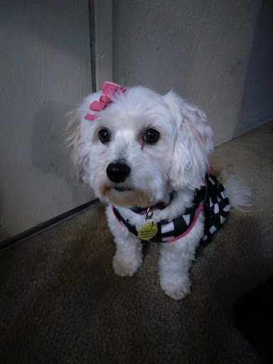 Pet Supply Store «PetSmart», reviews and photos, 6675 S Virginia St, Reno, NV 89511, USA