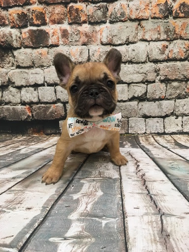 Pet Store «Happiness Is Pets», reviews and photos, 2936 Showplace Dr, Naperville, IL 60564, USA