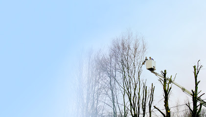 Abattage arbre dangereux