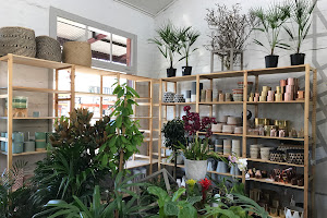 Folia House - Indoor Plants Nursery