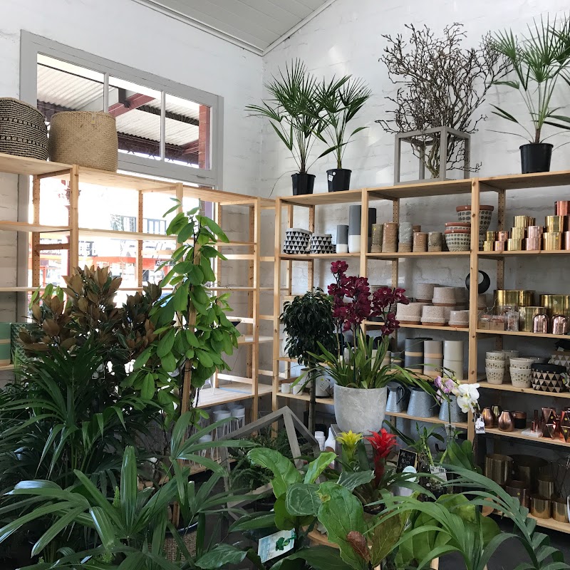 Folia House - Indoor Plants Nursery