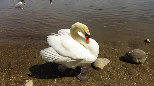 Nature Preserve «Virginia Lake», reviews and photos, 1980 Lakeside Dr, Reno, NV 89509, USA