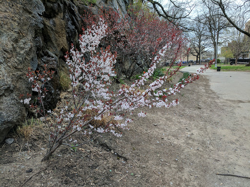 Park «Marcus Garvey Park», reviews and photos, 18 Mt Morris Park W, New York, NY 10027, USA