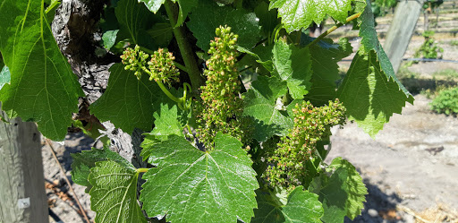 Supermarket «FoodMaxx», reviews and photos, 2055 Sebastopol Rd, Santa Rosa, CA 95407, USA