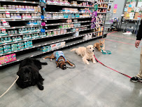 Southcoast Dog Training & Care, Inc.