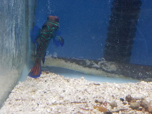 Pet Store «Leesburg Pet Center», reviews and photos, 959 N 14th St, Leesburg, FL 34748, USA