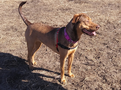 Dog Park «Bunker Hills Dog Park», reviews and photos, 1620 133rd Ave NW, Coon Rapids, MN 55448, USA