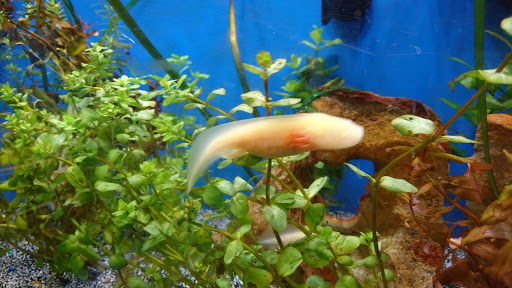 Pet Supply Store «Petco Animal Supplies», reviews and photos, 10 Sylvan St, Peabody, MA 01960, USA