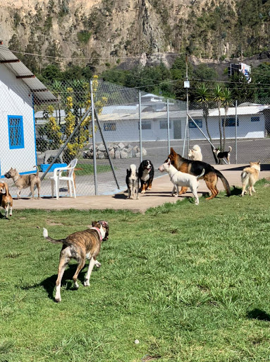 Centro de Adiestramiento Canino y Guardería EDUCAPETS