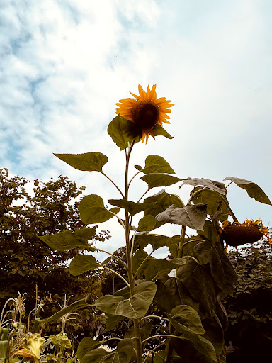 Supermarket «ALDI», reviews and photos, 901 17th St NE, Washington, DC 20002, USA