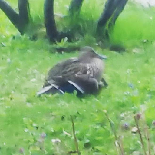 Community Center «Warren Community Center», reviews and photos, 5460 Arden Ave, Warren, MI 48092, USA