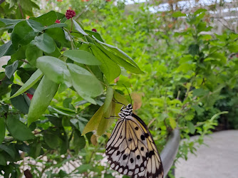 Butterfly Garden