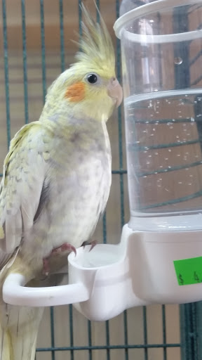 Pet Store «Plattsmouth Pets», reviews and photos, 430 Main St, Plattsmouth, NE 68048, USA